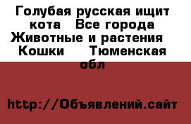 Голубая русская ищит кота - Все города Животные и растения » Кошки   . Тюменская обл.